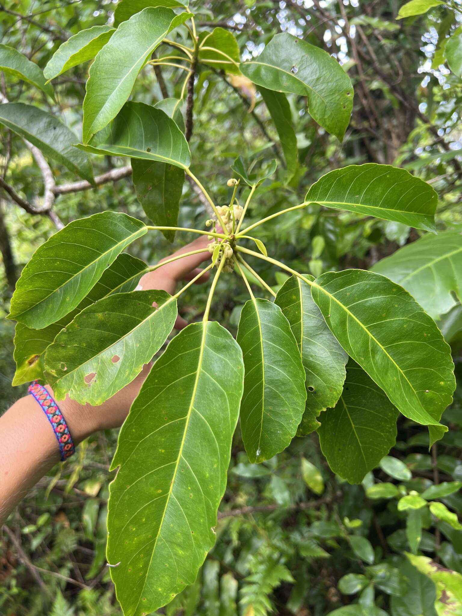 Image of Elaeocarpus floridanus Hemsl.