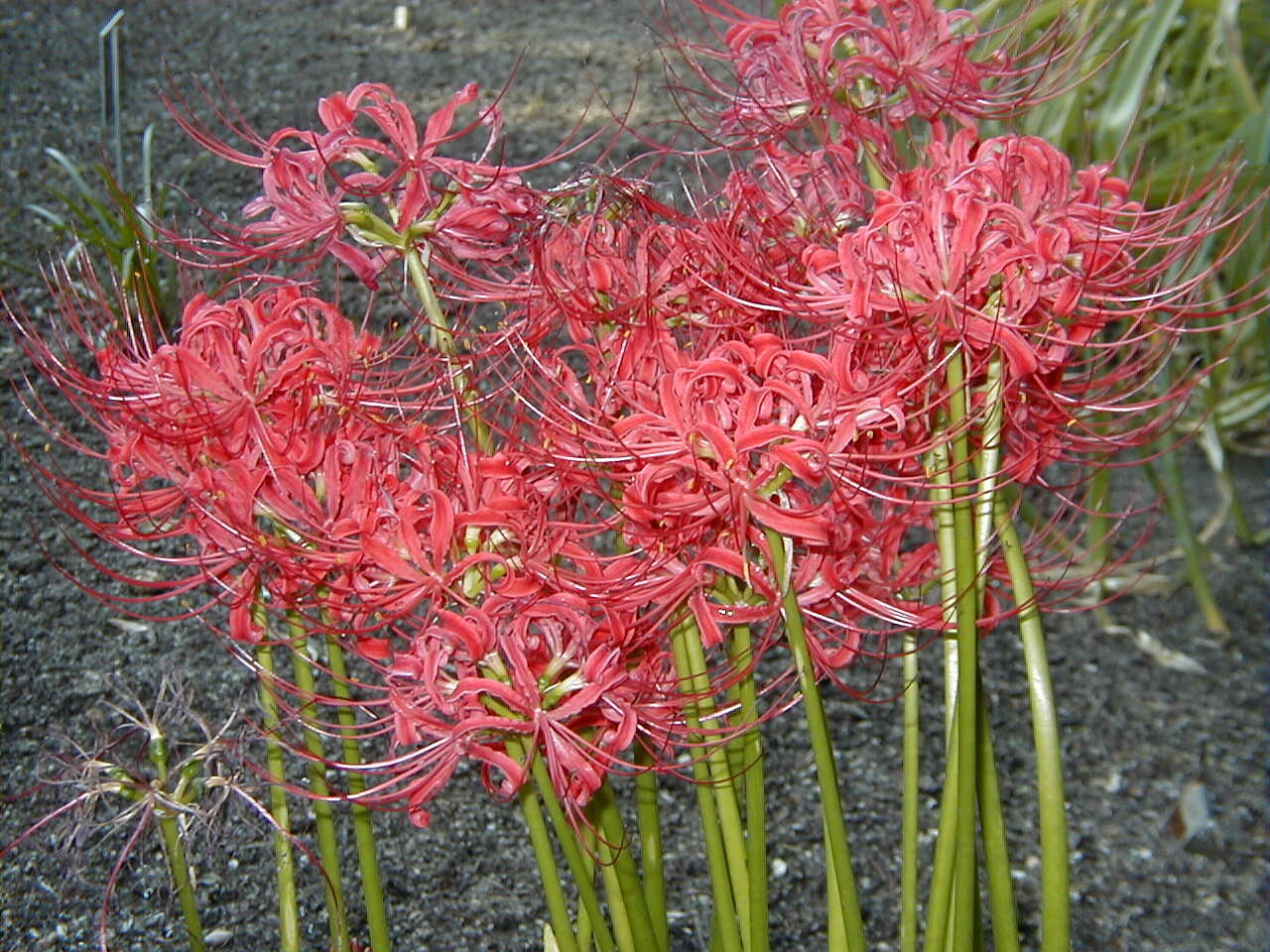 Image of red spider lily