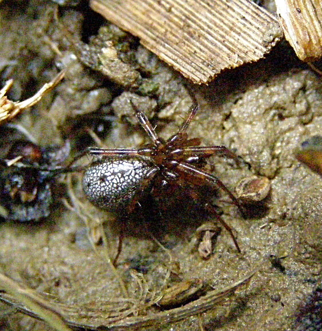 Plancia ëd Stemonyphantes lineatus (Linnaeus 1758)