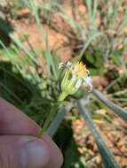 Image of Afroaster peglerae (Bolus) J. C. Manning & Goldblatt