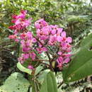 Image of Dichaetanthera articulata Endl.