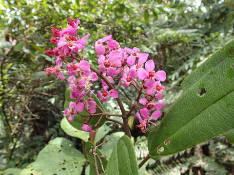 Imagem de Dichaetanthera articulata Endl.