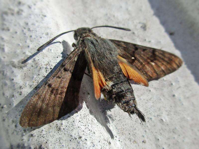 Image of humming-bird hawk moth