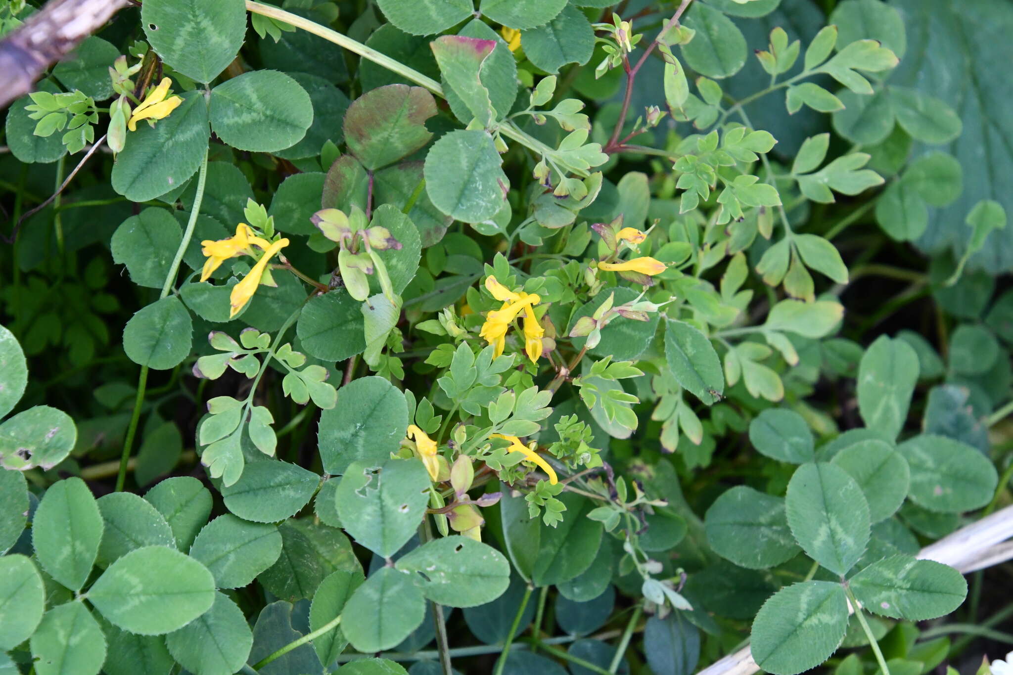 Image of Corydalis ochotensis Turcz.