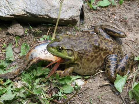 Image of American Bullfrog