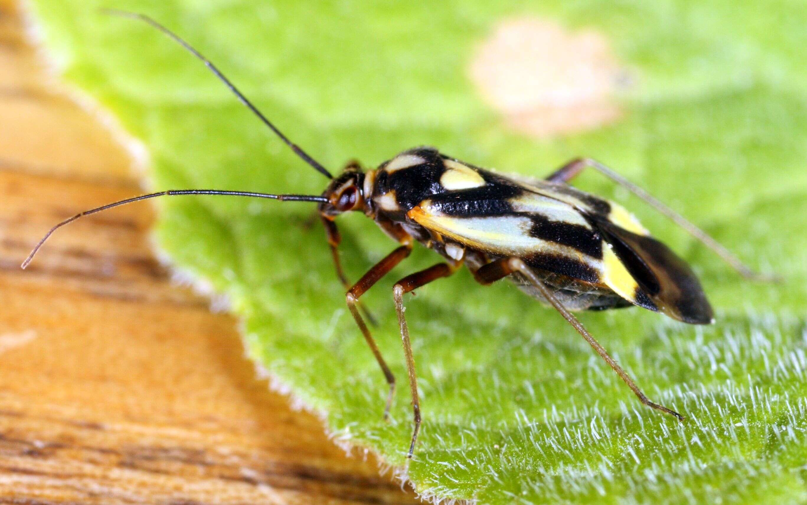 Image of Grypocoris sexguttatus (Fabricius 1777)