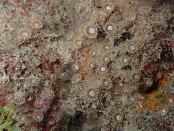 Image of gray encrusting anemone