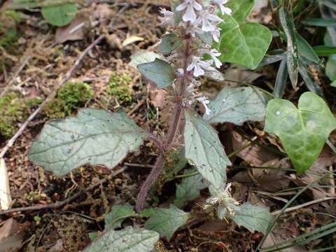 Image of Ajuga nipponensis Makino