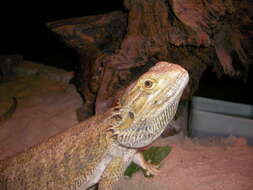 Image of Central bearded dragon