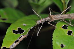 Image of Trachythorax maculicollis (Westwood 1848)