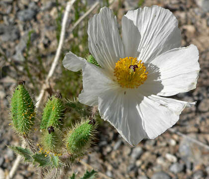 Image of flatbud pricklypoppy