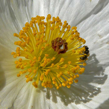 Image of flatbud pricklypoppy