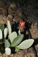 Image of Arctotis bellidifolia Berg.