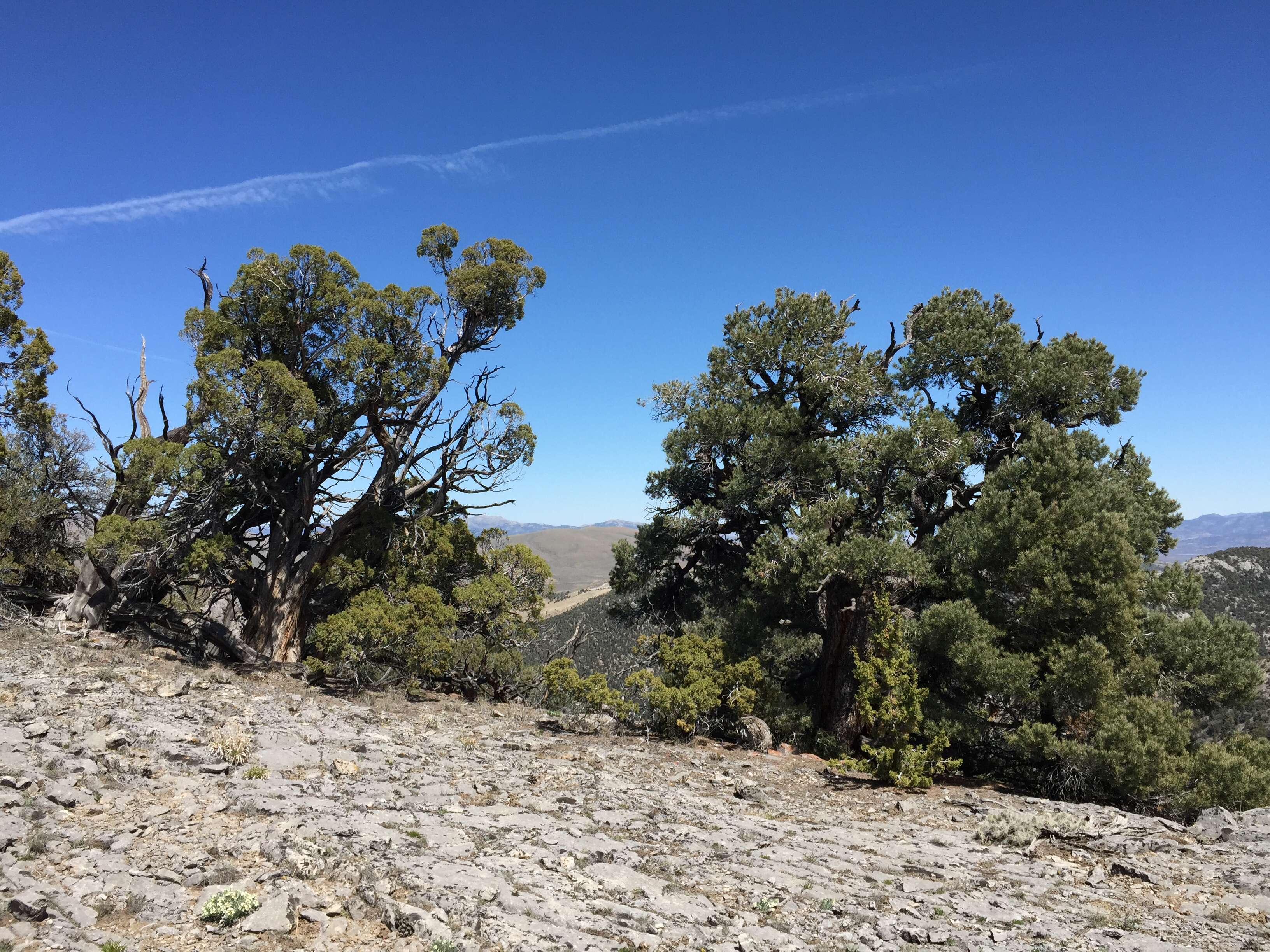 Image of Bigberry Juniper