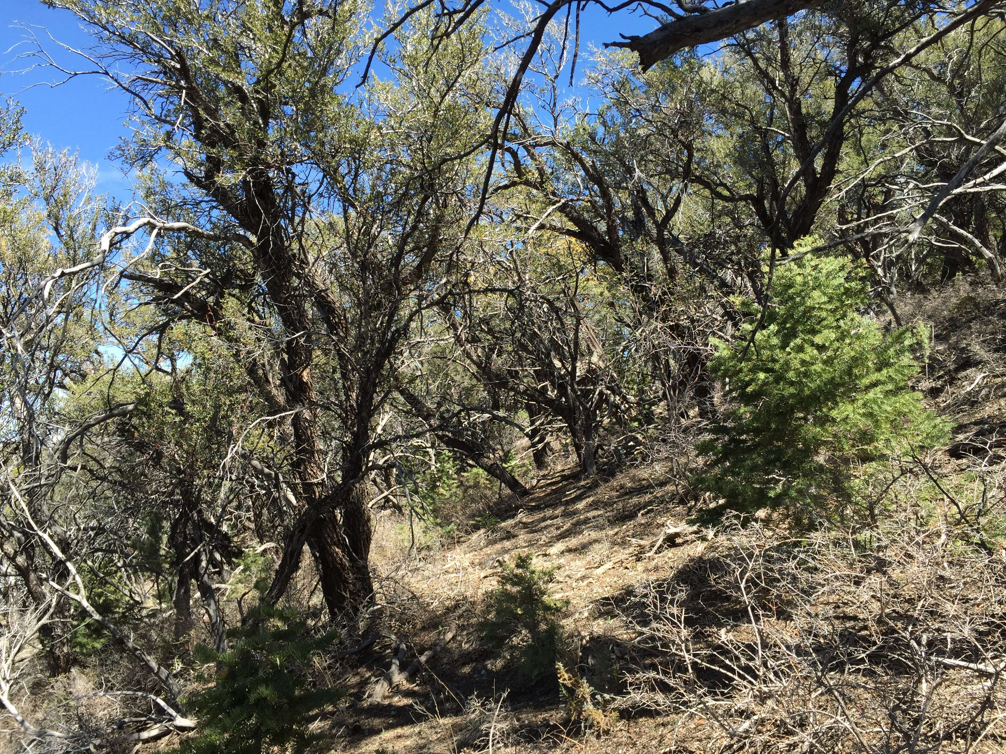 Image of curl-leaf mountain mahogany