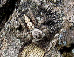 Image of Platycryptus