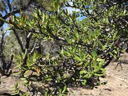 Image of curl-leaf mountain mahogany