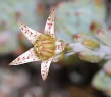 Image of Graptopetalum pachyphyllum Rose