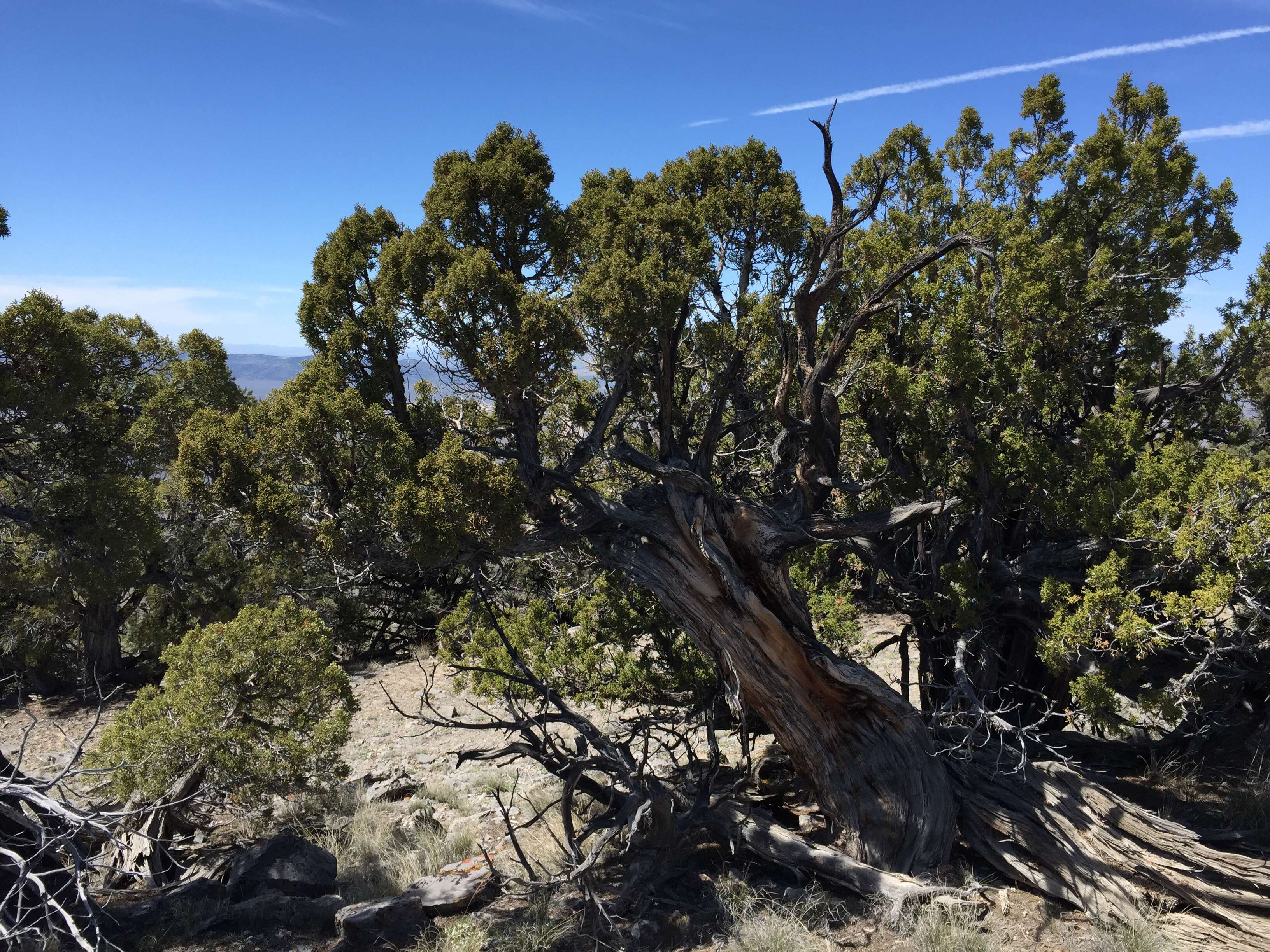 Image of Bigberry Juniper