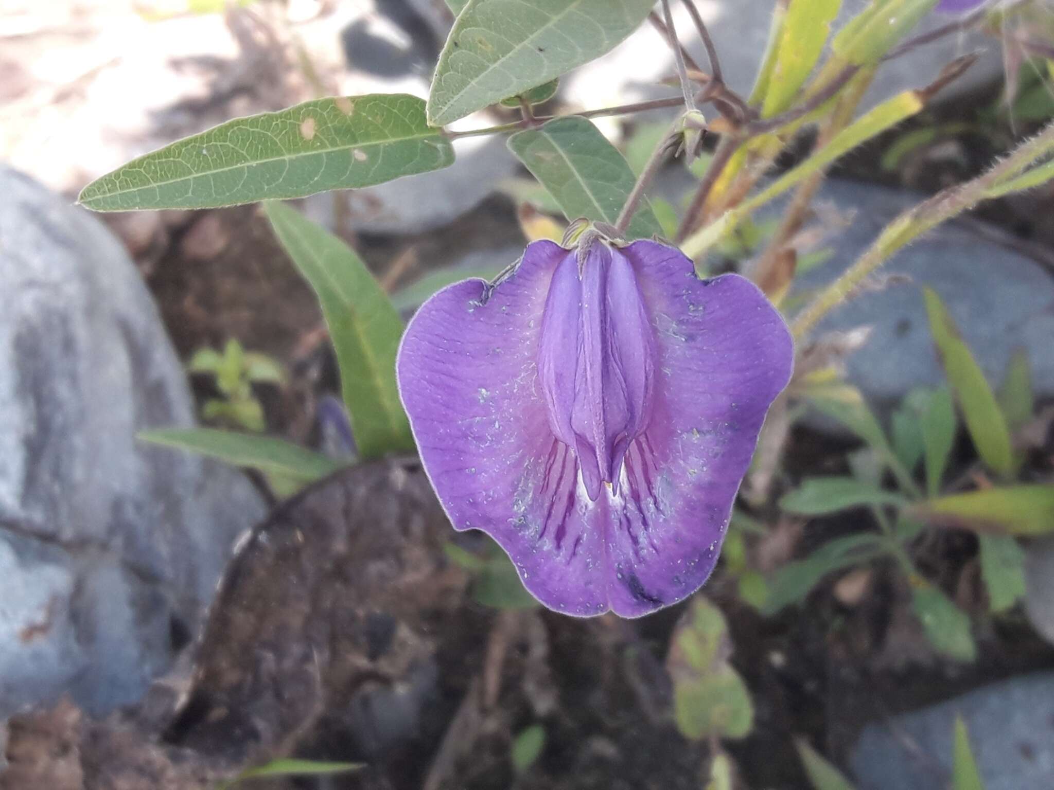 Image of Clitoria cordobensis Burkart