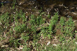 Image of manyflower redstem
