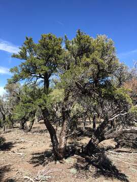 Image of curl-leaf mountain mahogany