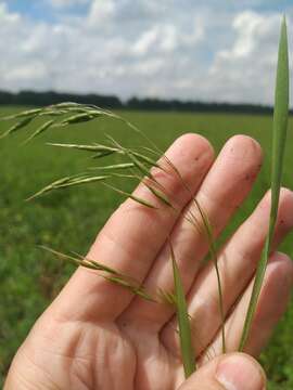 Image de Bromus arvensis L.