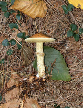 Image of Suillus acidus (Peck) Singer 1945