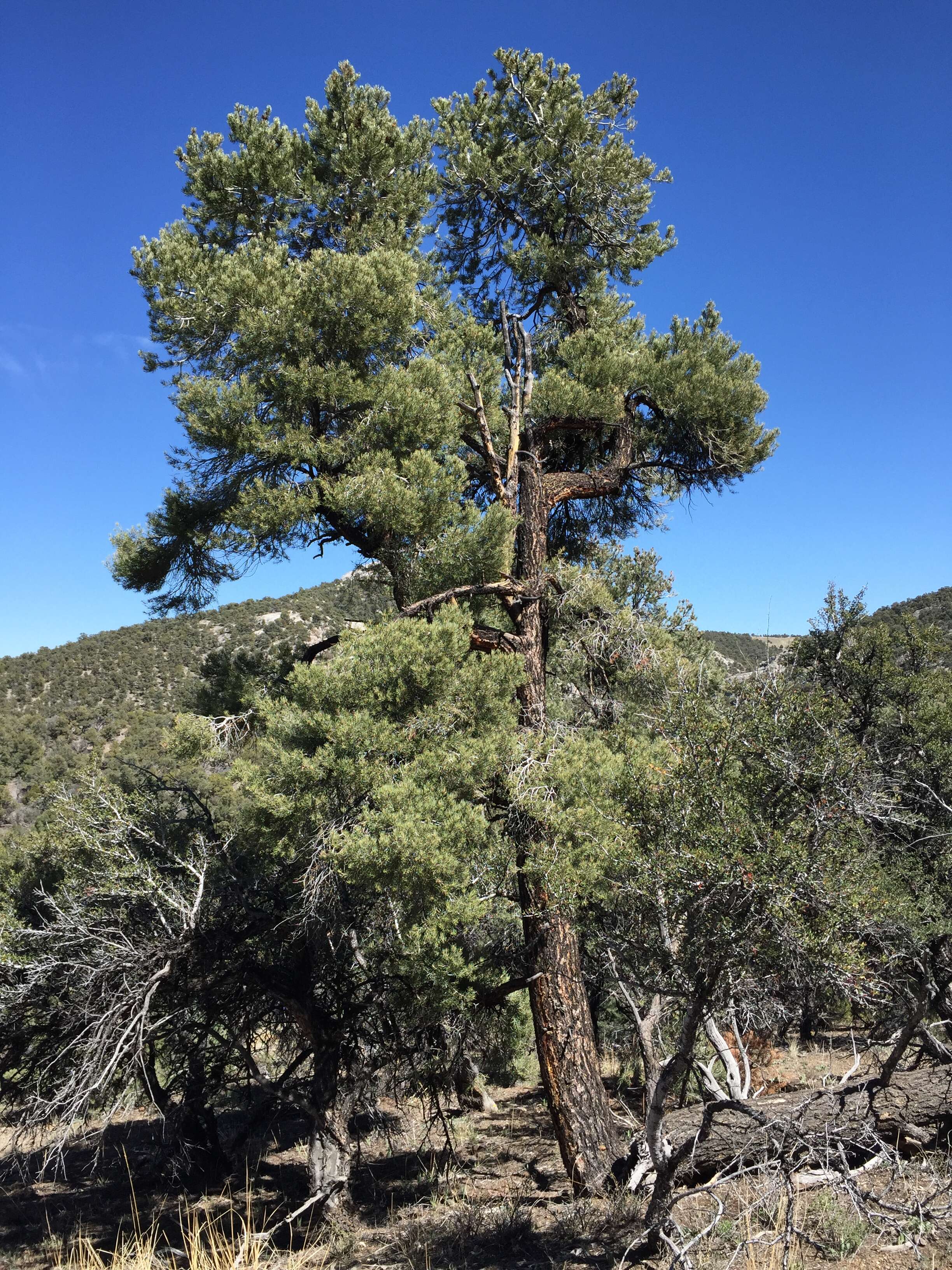 Image of singleleaf pinyon