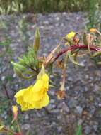 Imagem de Oenothera ersteinensis Linder & Jean