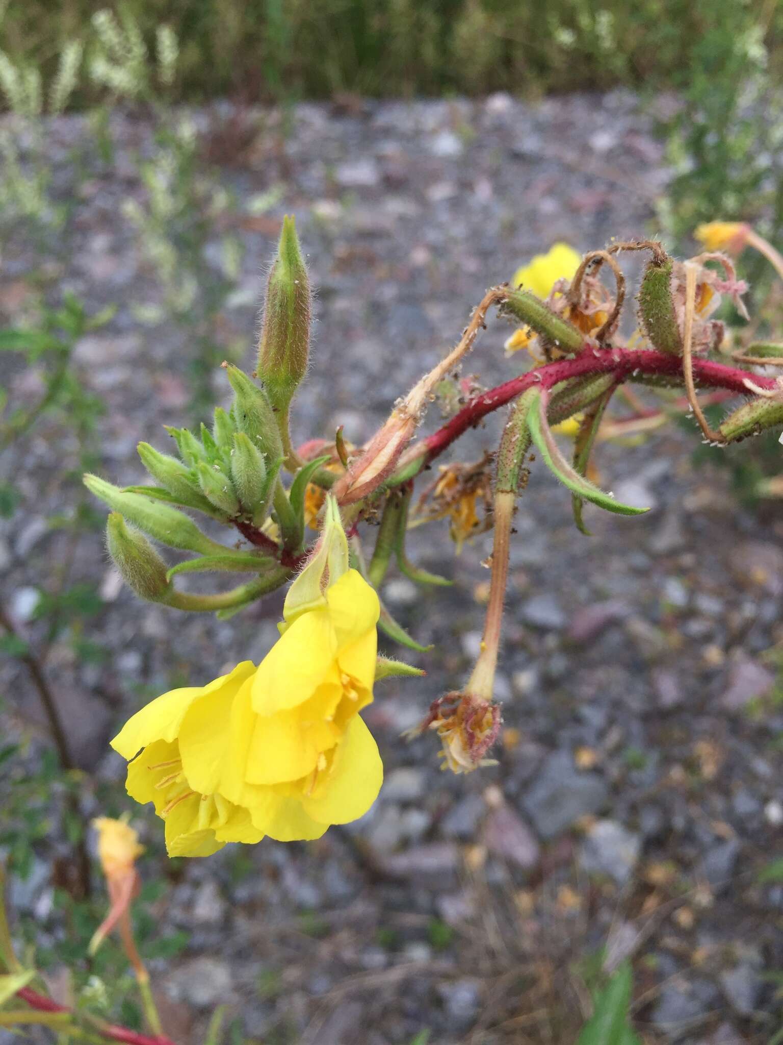 Image of Oenothera ersteinensis Linder & Jean