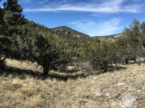 Image of curl-leaf mountain mahogany