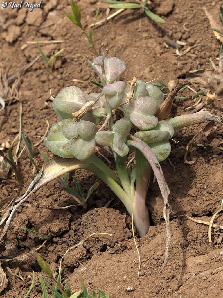 Image de Bellevalia hermonis Mouterde