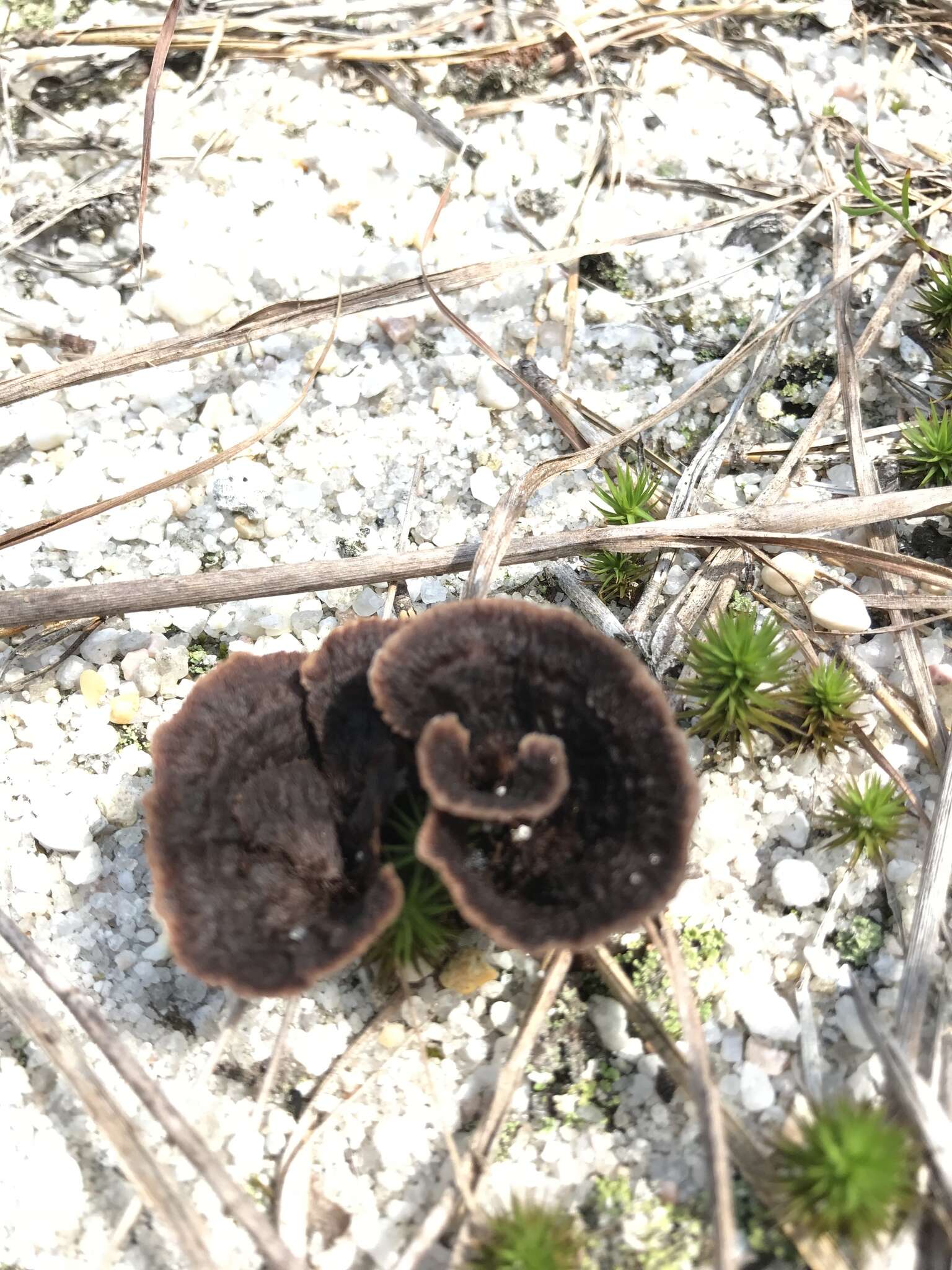 Слика од Thelephora terrestris Ehrh. 1787