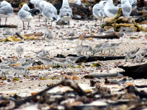 Image of Calidris alba alba (Pallas 1764)