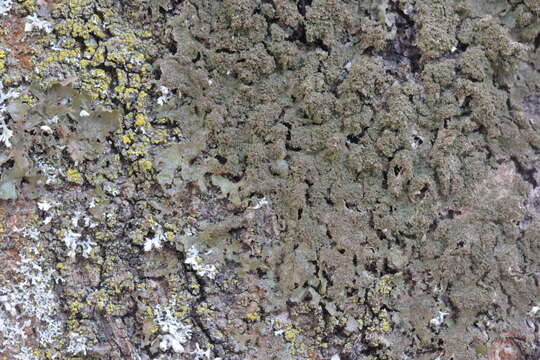 Image of Elegant camouflage lichen