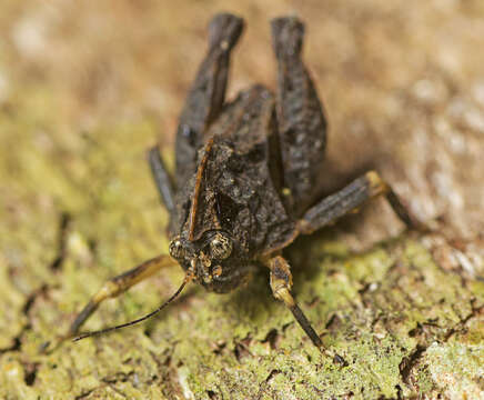 Plancia ëd Paraselina brunneri (Bolívar 1887)