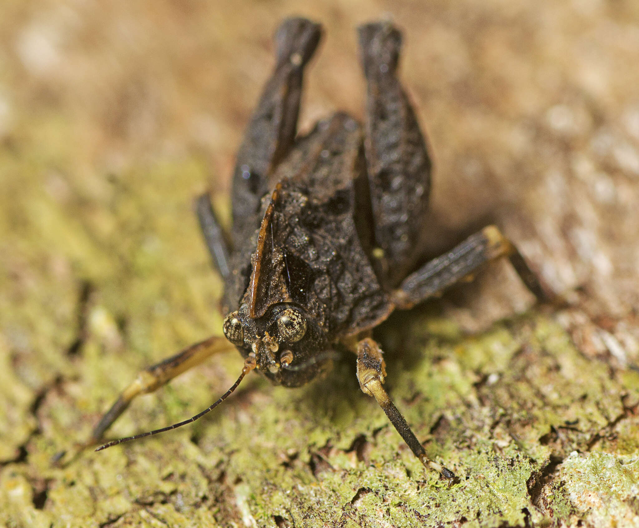 Image of Paraselina brunneri (Bolívar 1887)