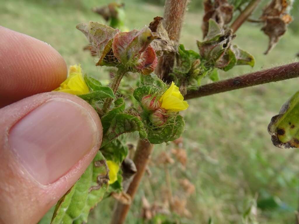 Image of wild okra