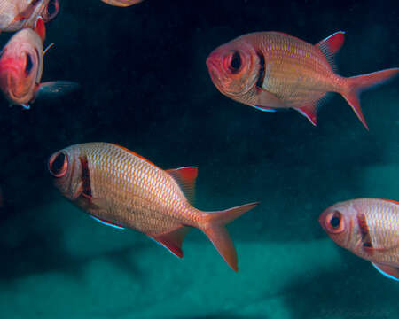 Image of Epaulette soldierfish