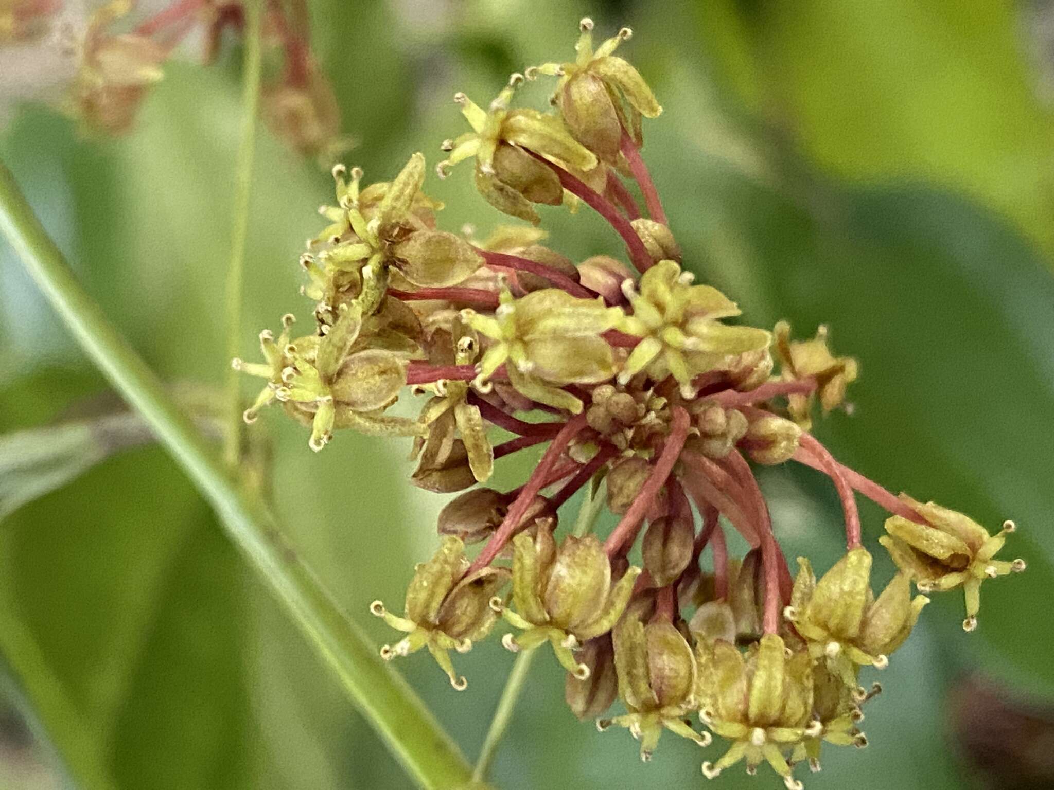 Image of Smilax spicata Vell.