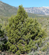 Image of Bigberry Juniper