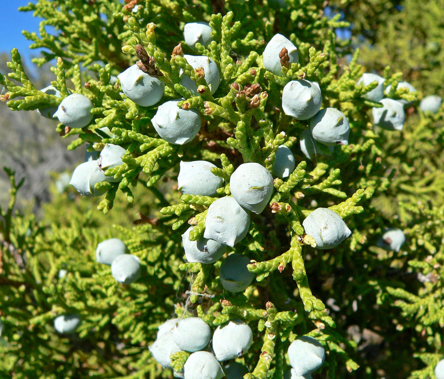 Image of Bigberry Juniper