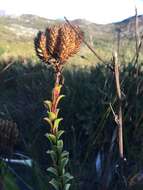 Image of Pseudoselago serrata (P. J. Bergius) O. M. Hilliard