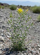 Image of giant blazing star