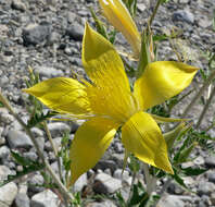 Image of giant blazing star