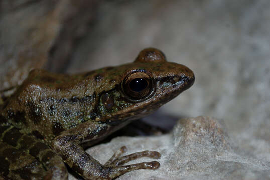 Image of Bangkimtsing Frog