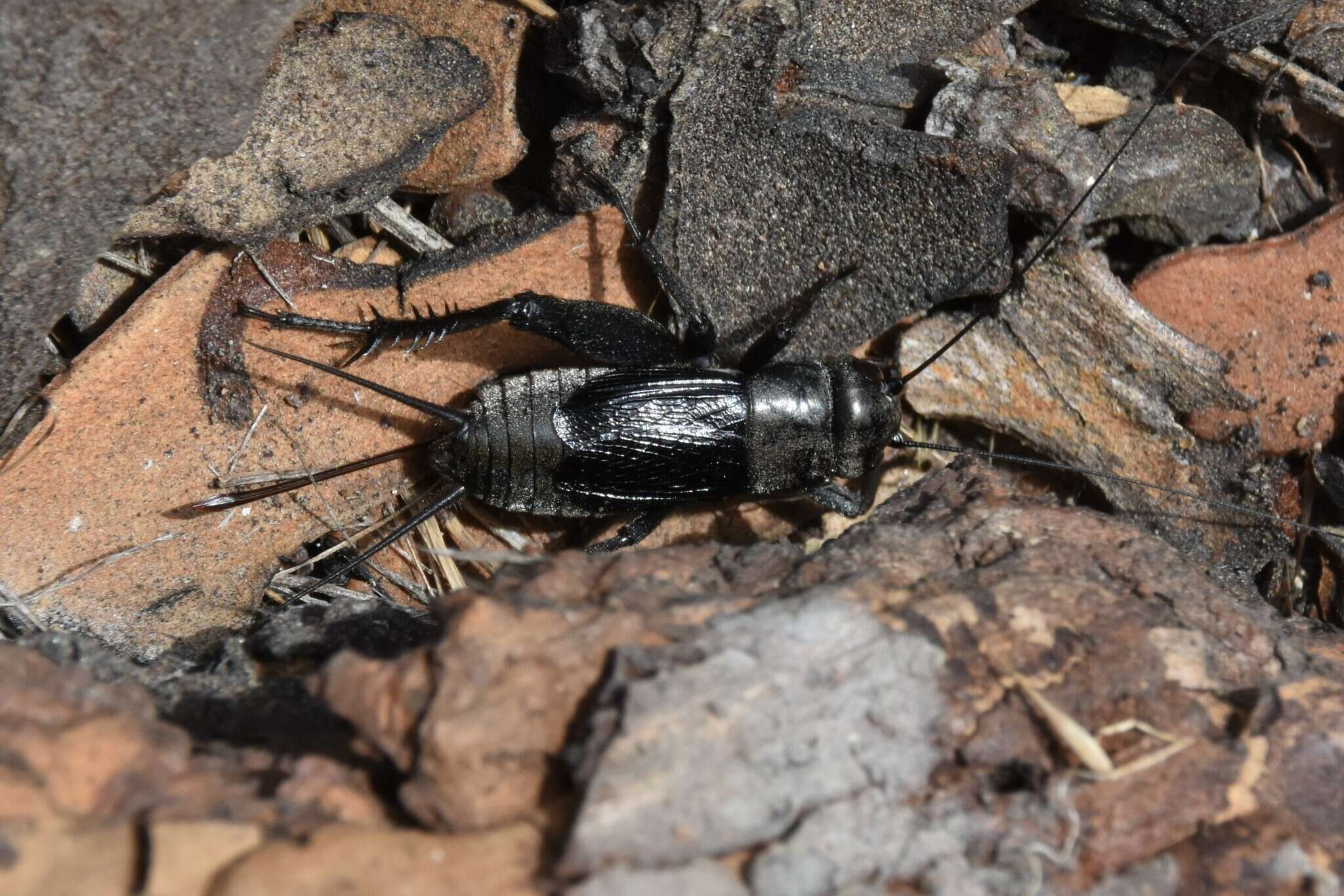 Image of Gryllus (Gryllus) saxatilis Weissman & Gray 2019