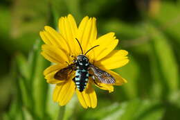 Image of Thyreus nitidulus (Fabricius 1804)