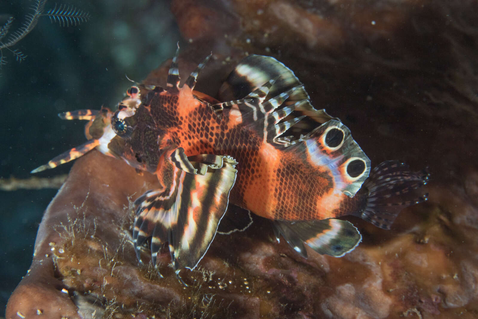 Image of Twinspot lionfish